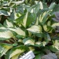 Hosta Clifford Comet