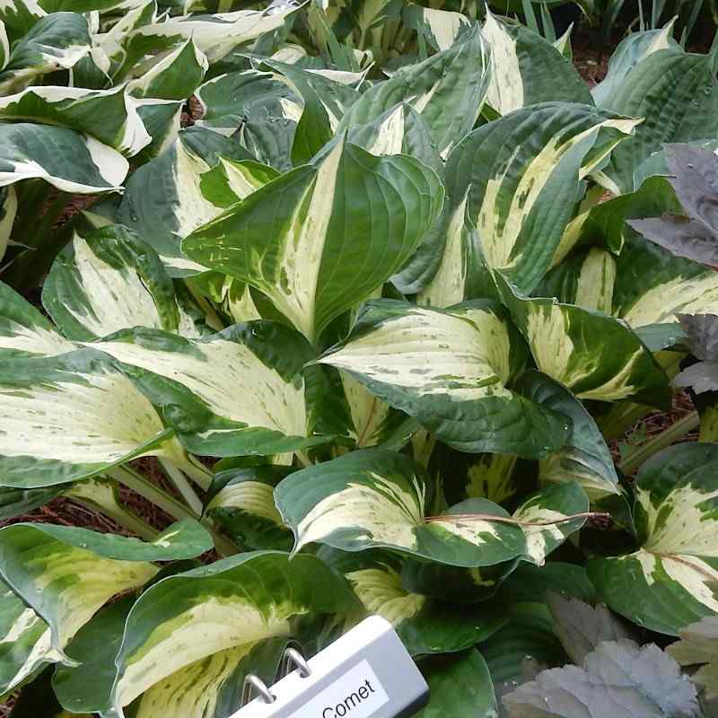 Hosta ‘Clifford’s Comet’