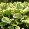 Hosta Clifford's Forest Fire