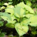 Hosta Cliffords Polar Moon