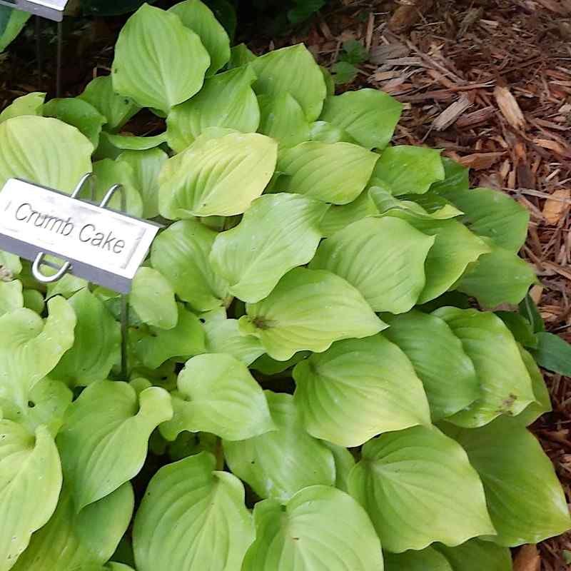 Hosta Crumb Cake