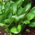 Hosta Cup of Grace