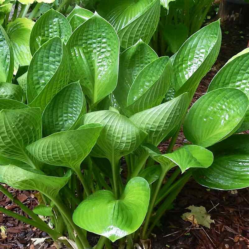 Hosta ‘Cup of Grace’