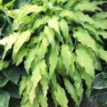 Hosta Curly Fries