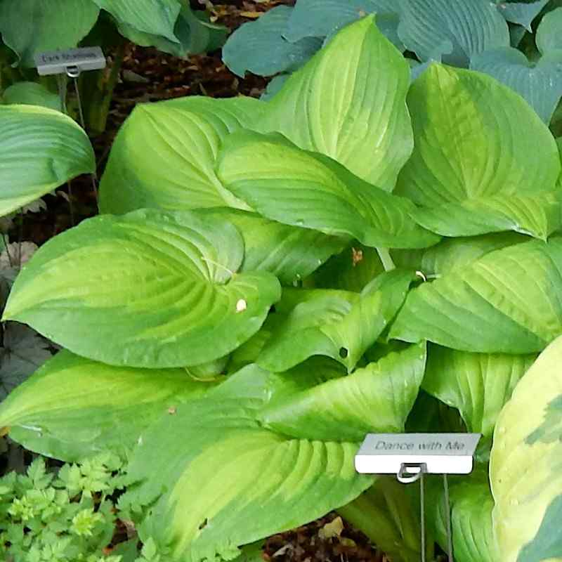 Hosta ‘Dance with Me’