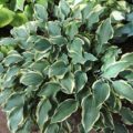 Hosta Dark Star