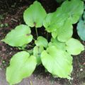 Hosta Delona's Smile