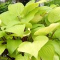 Hosta Designer Genes