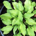 Hosta Devon Gold