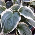 Hosta Diana Remembered