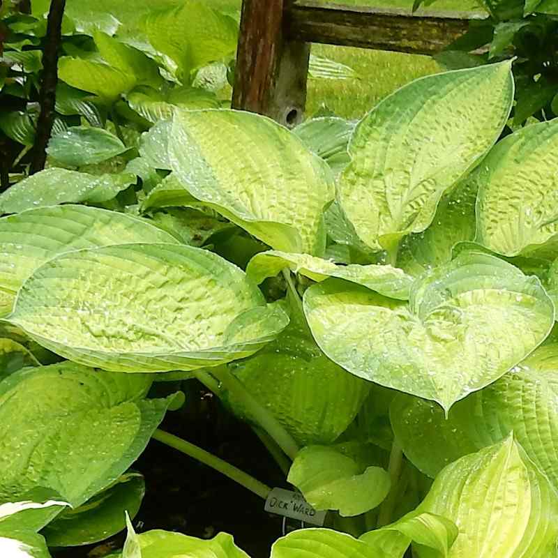 Hosta ‘Dick Ward’