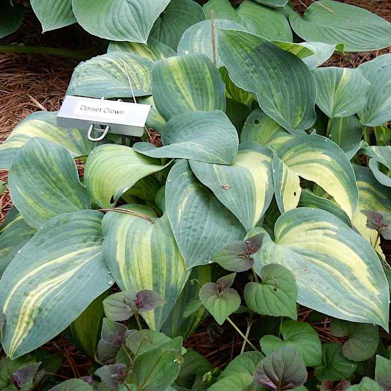 Hosta ‘Dorset Clown’