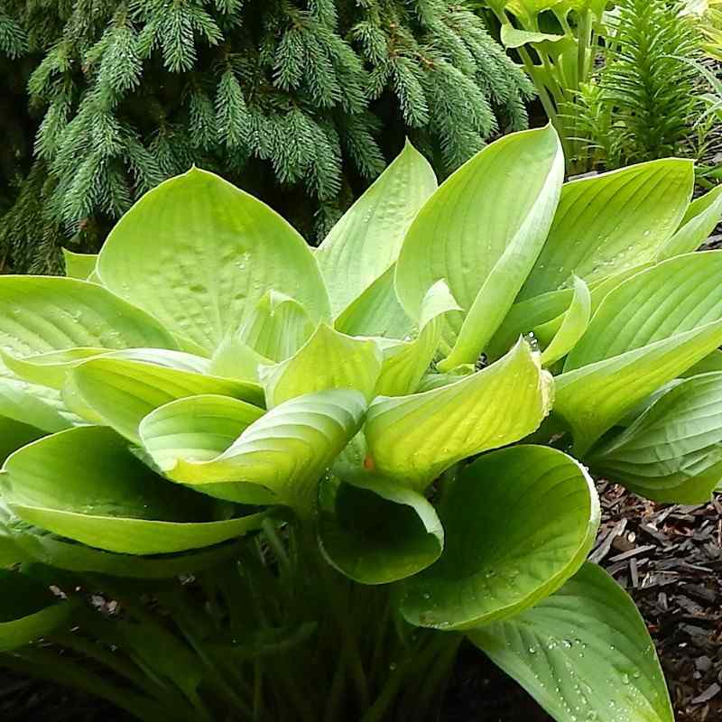 Hosta ‘Dream Boat’