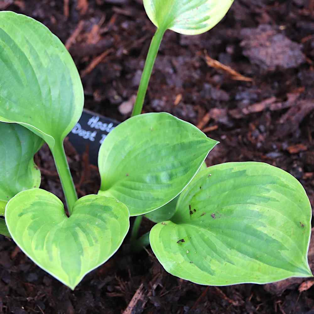 Hosta ‘Dust Devil’