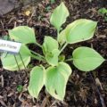 Hosta Dutch Flame