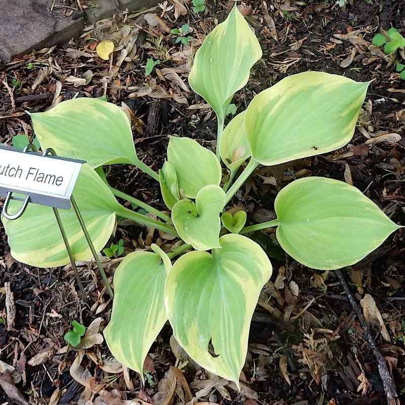 Hosta ‘Dutch Flame’