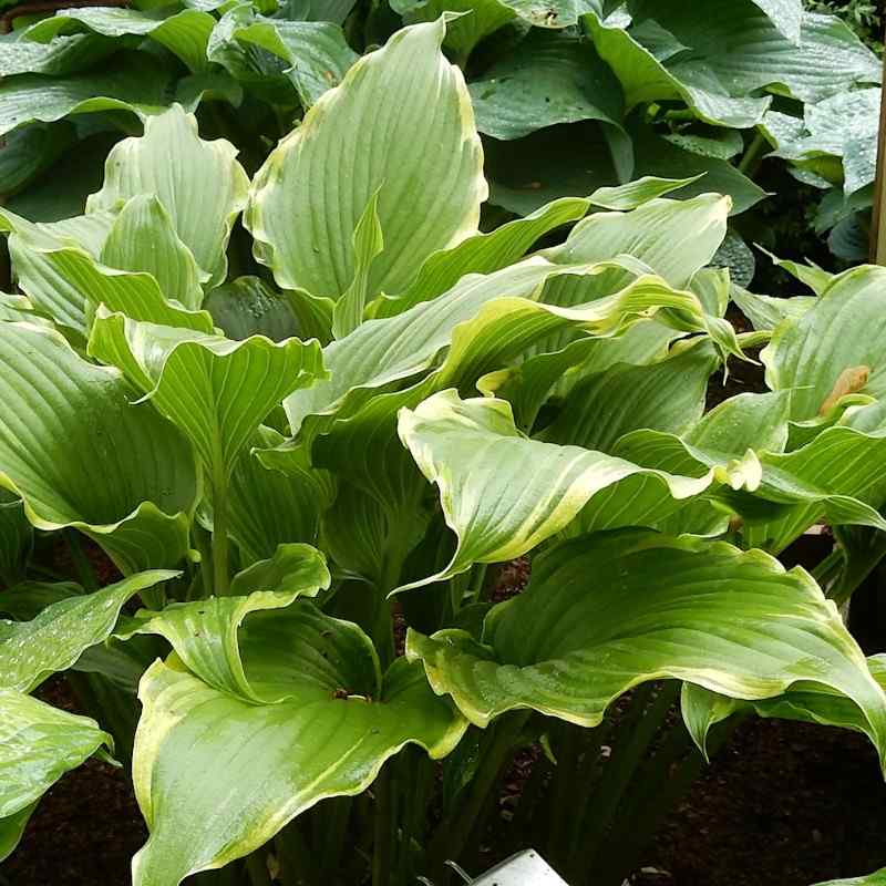 Hosta Ebb Tide