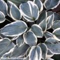 Hosta El Nino