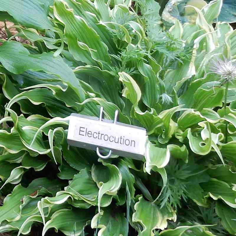 Hosta ‘Electrocution’