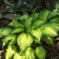 Hosta Emerald Ruff Cut