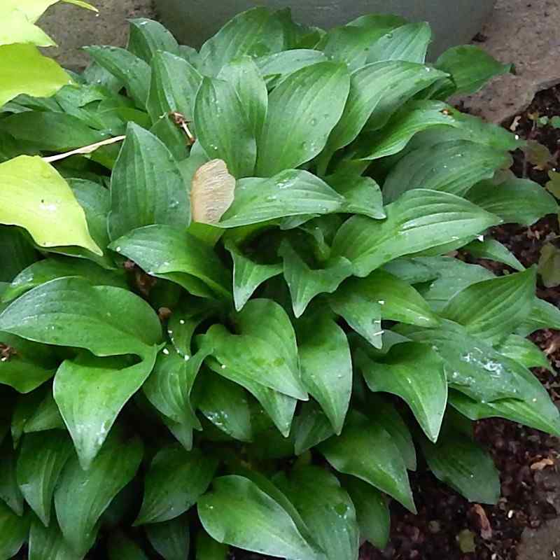 Hosta ‘Emerald and Rubies’