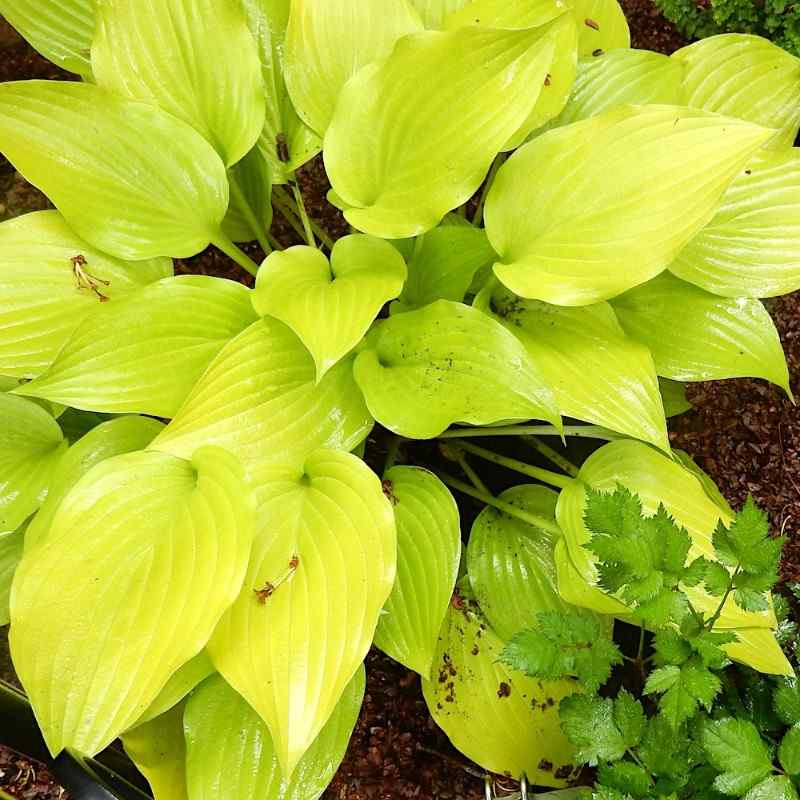 Hosta ‘Enduring Beacon’