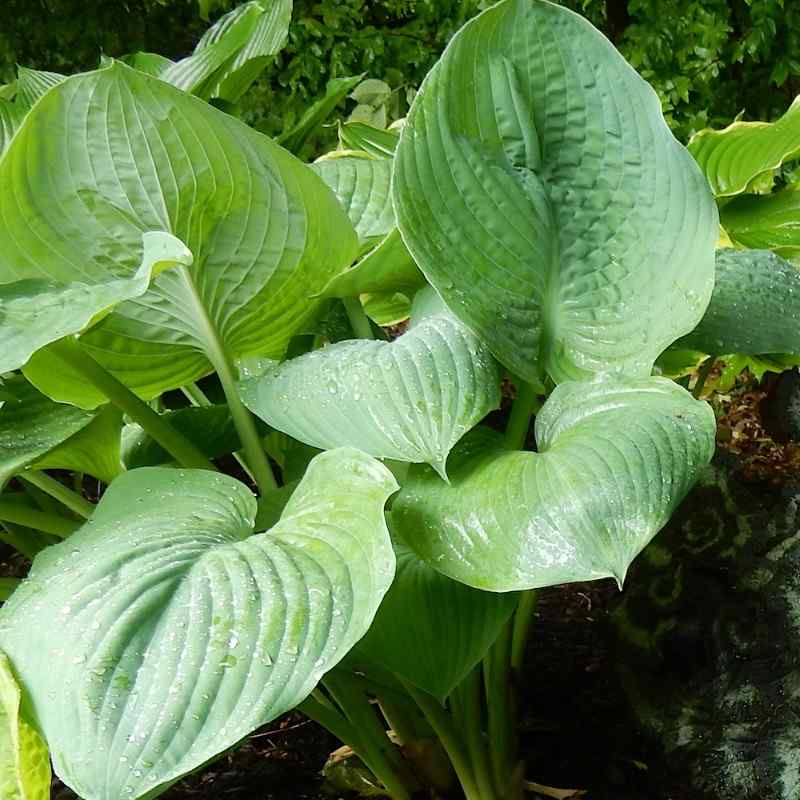 Hosta ‘Eola Sapphire’