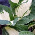 Hosta Eternal Flame