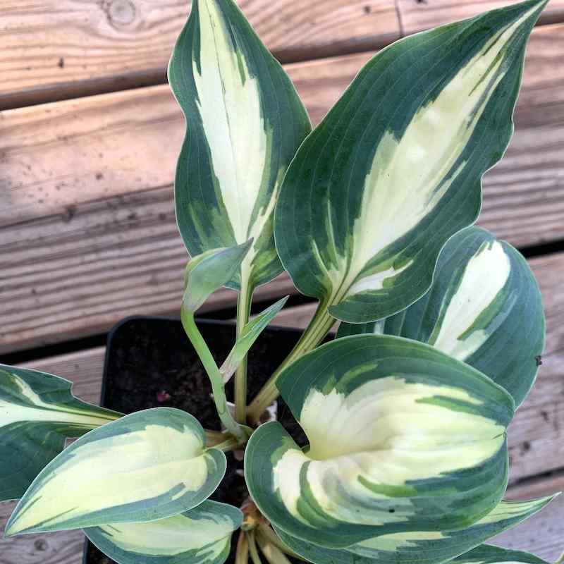 Hosta Extacy