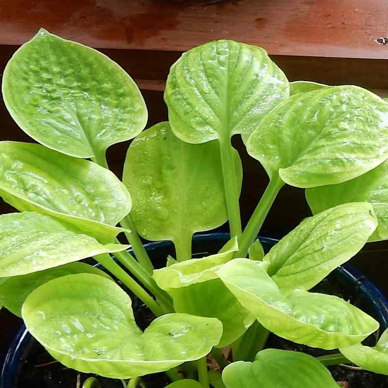 Hosta ‘Eye Catcher’