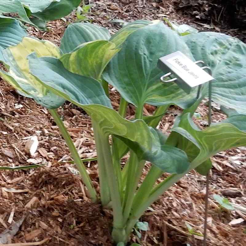 Hosta ‘Fickle Blue Genes’