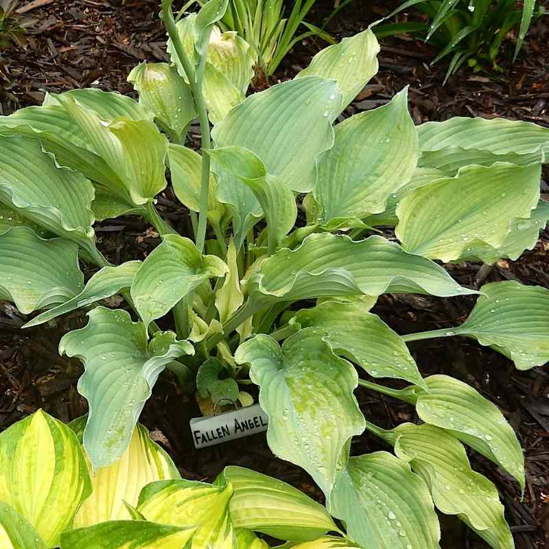 Hosta ‘Fallen Angel’