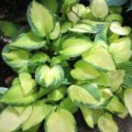 Hosta Fan Dance