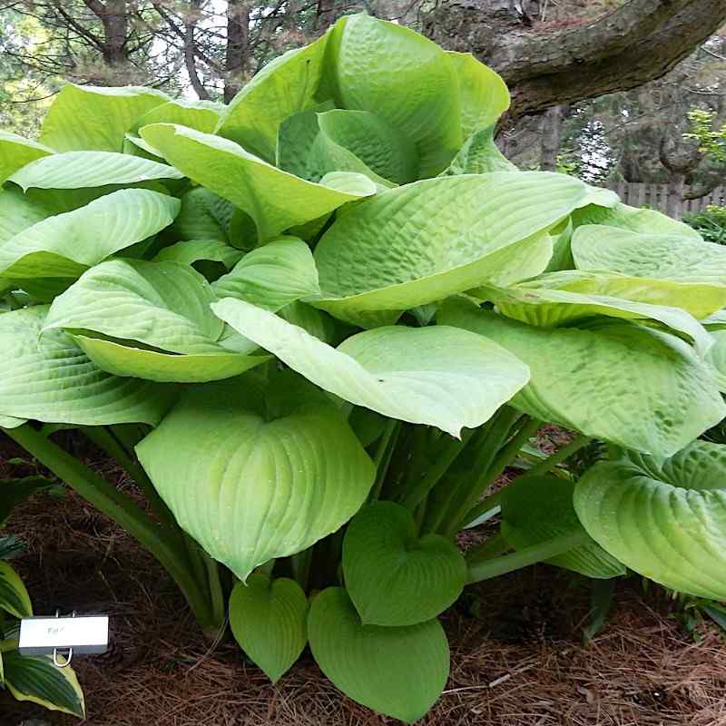 Hosta ‘Fat Cat’