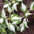 Hosta Fire and Ice