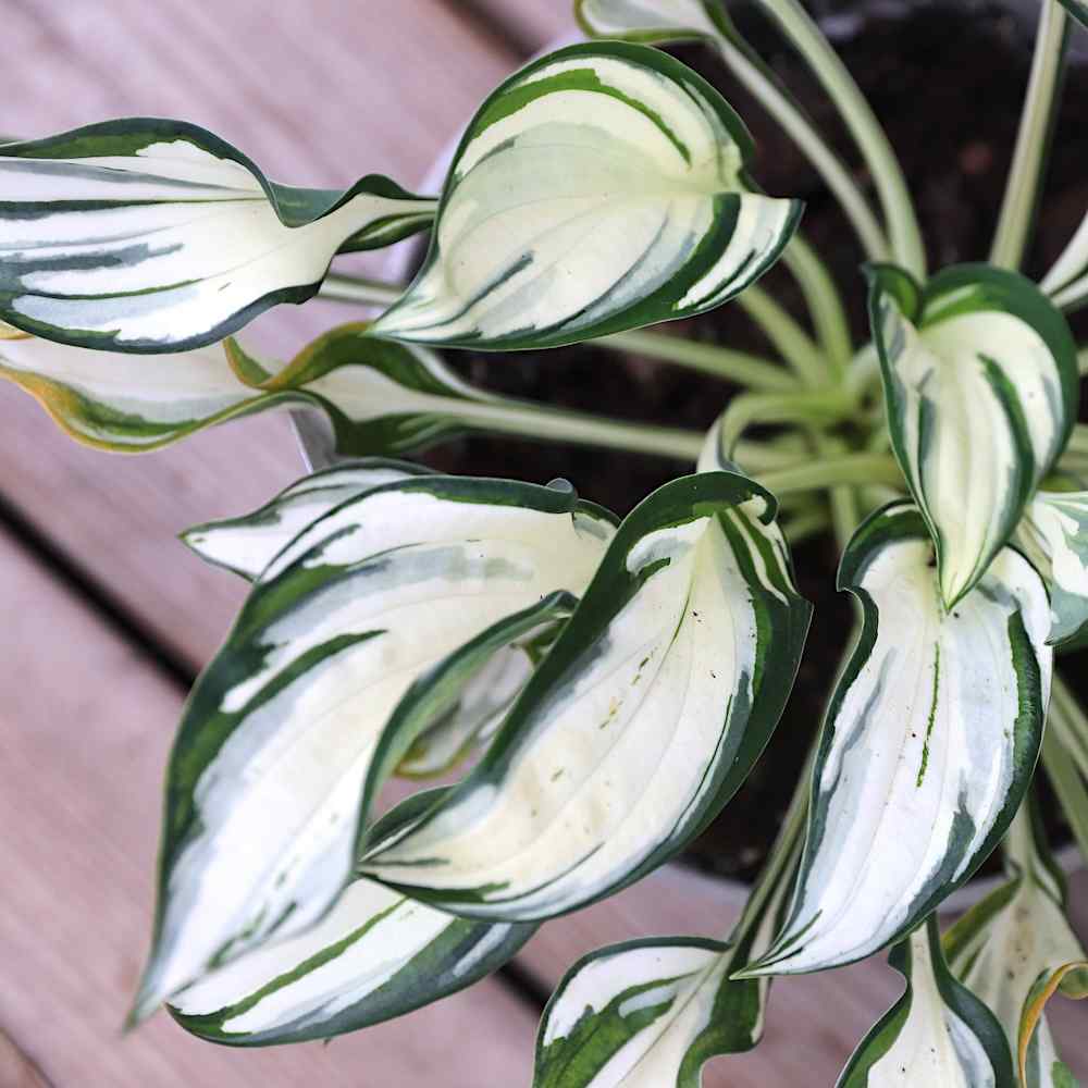 Hosta Fireworks