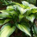 Hosta First Love