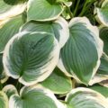 Hosta Formal Attire