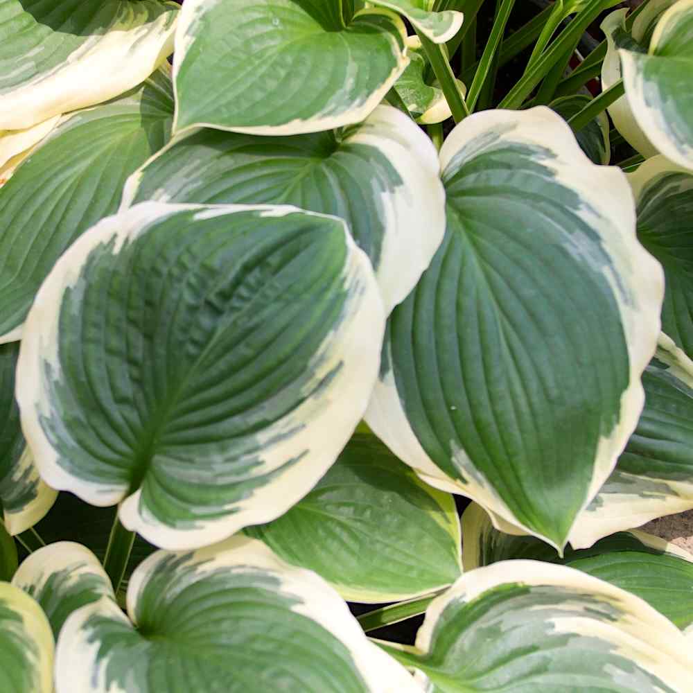 Hosta ‘Formal Attire’