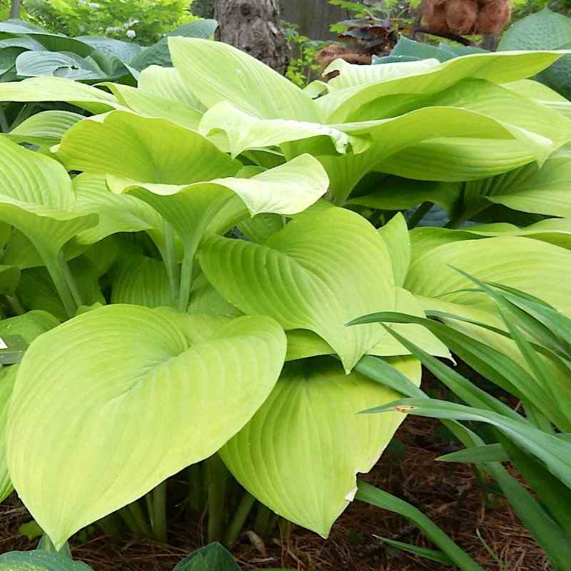 Hosta ‘Fort Knox’