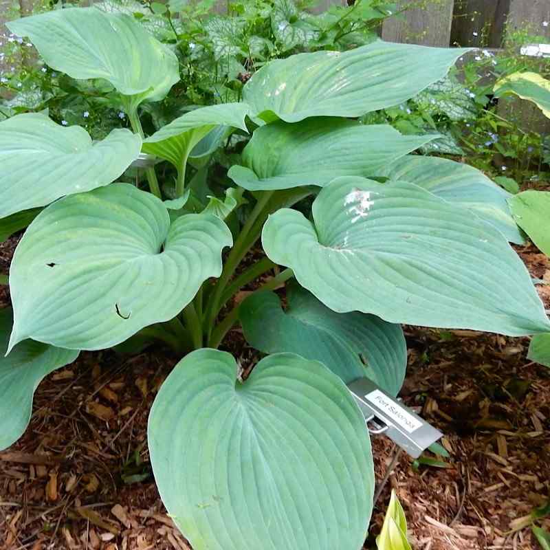 Hosta ‘Fort Salonga’