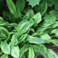 Hosta Foxfire Palm Sunday