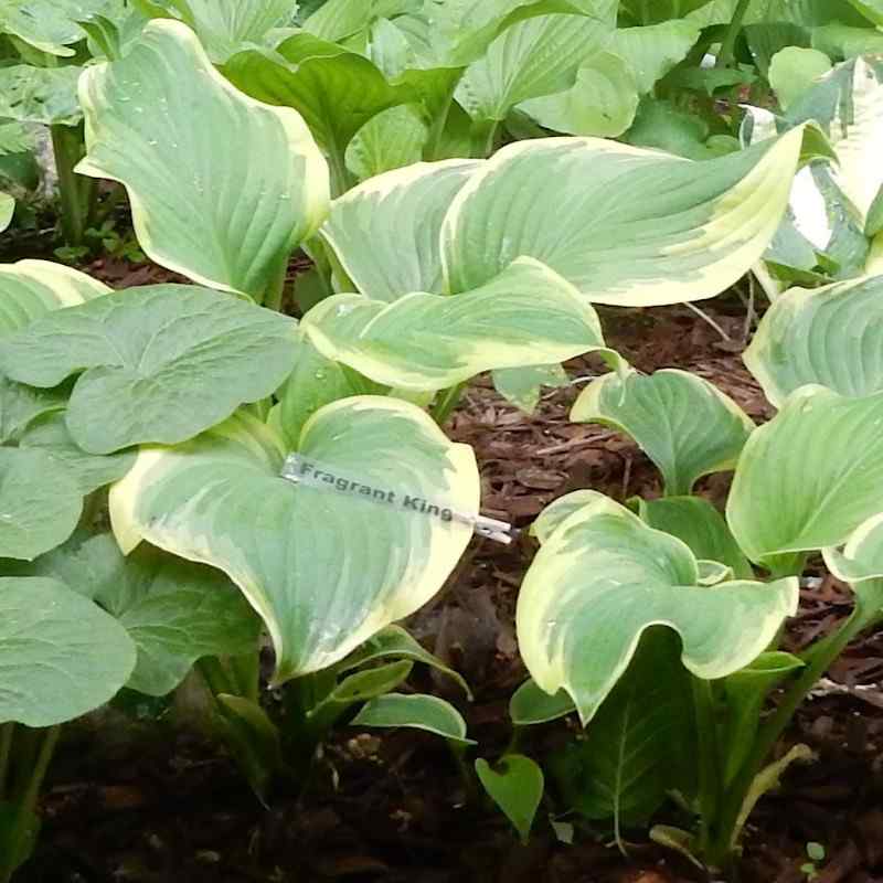 Hosta ‘Fragrant King’