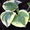 Hosta Fragrant Queen