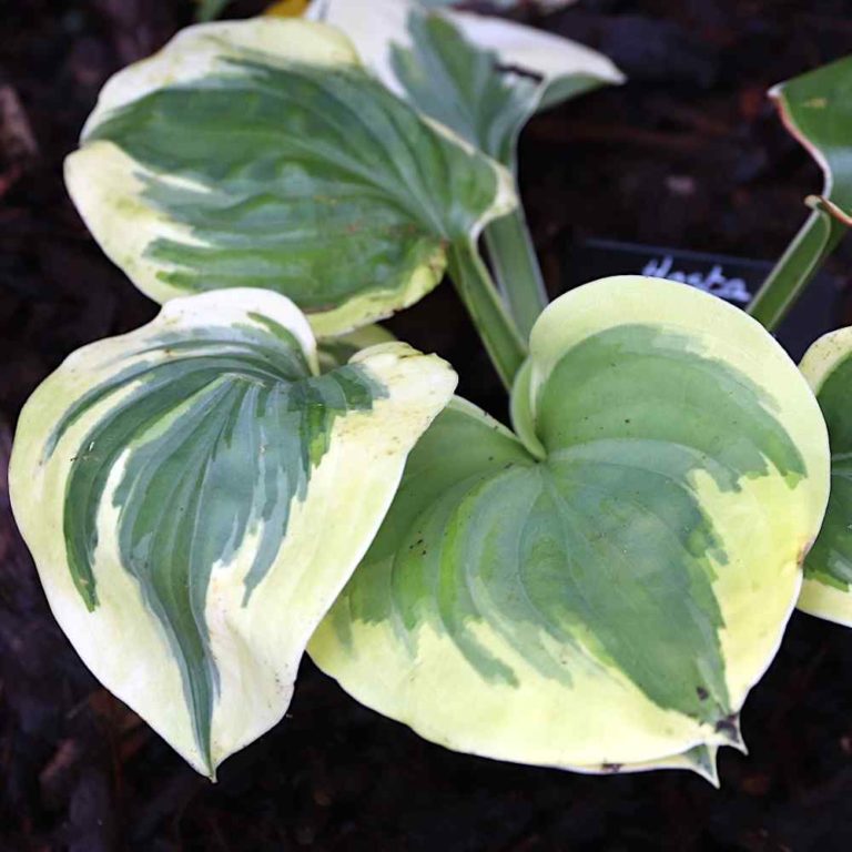 Hosta Fragrant Queen