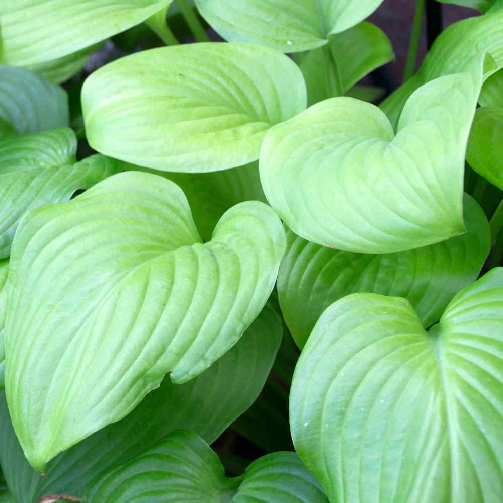 Hosta ‘Fried Bananas’