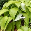 Hosta Frisian Pride