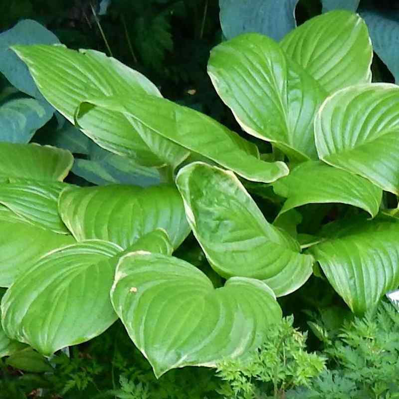 Hosta ‘Frozen Margarita’