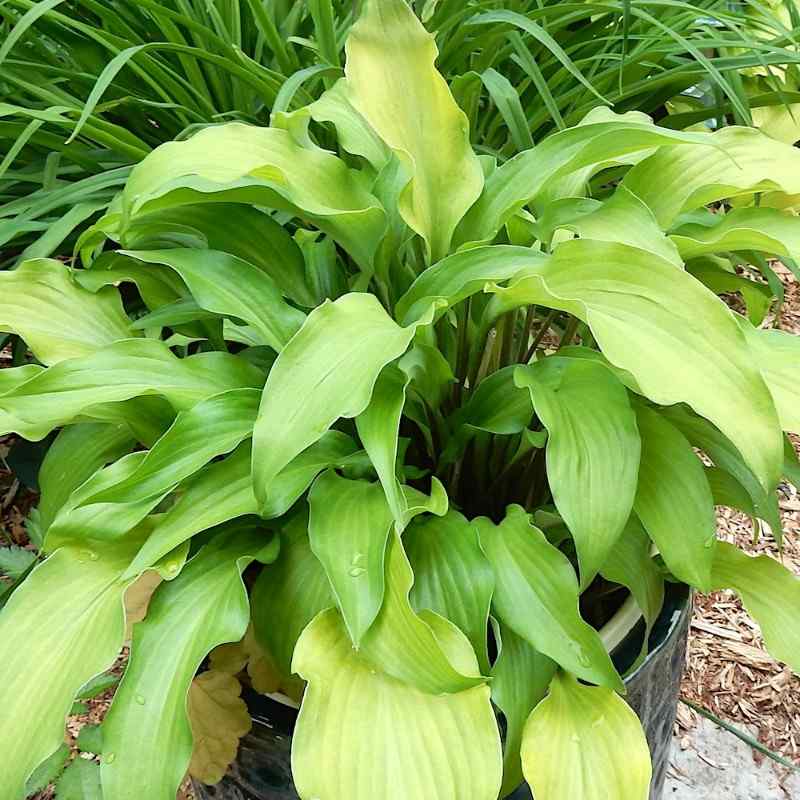 Hosta Funky Monkey