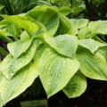 Hosta Gemini Moon